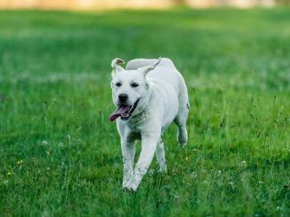 Hoopers golasecca mondiali cani