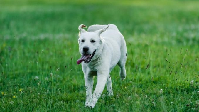 Hoopers golasecca mondiali cani