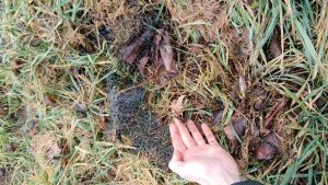 canegrate forestami piante disastro