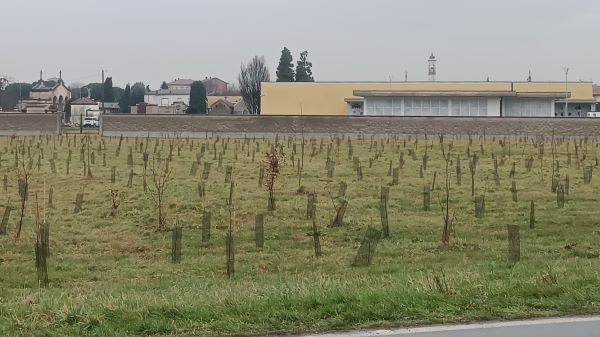 canegrate forestami piante disastro