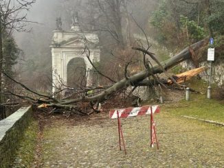 crolla albero sacro monte