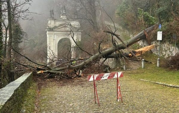 crolla albero sacro monte