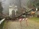 crolla albero sacro monte
