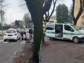 Gallarate donna investita cani