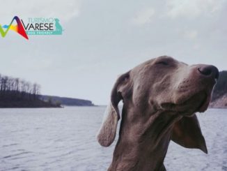cane varese turismo