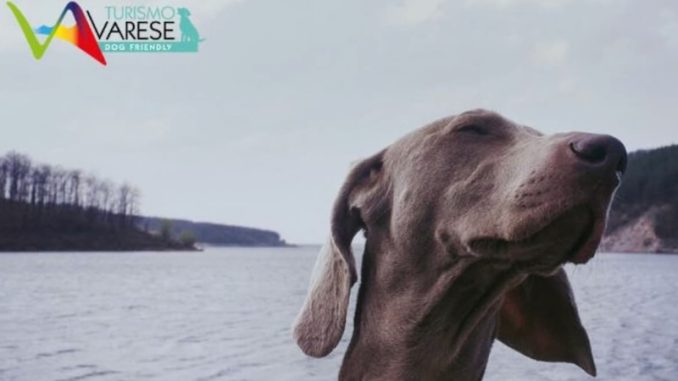 cane varese turismo