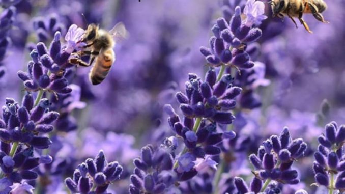 galliate api uomo natura