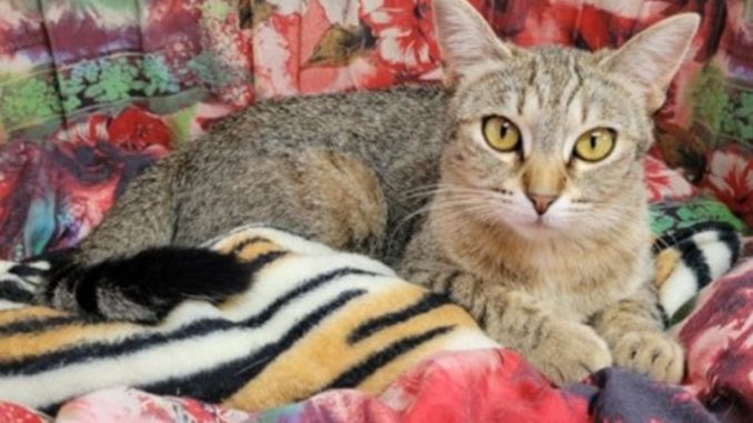 gatto