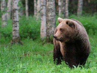 uomo orso cai varese