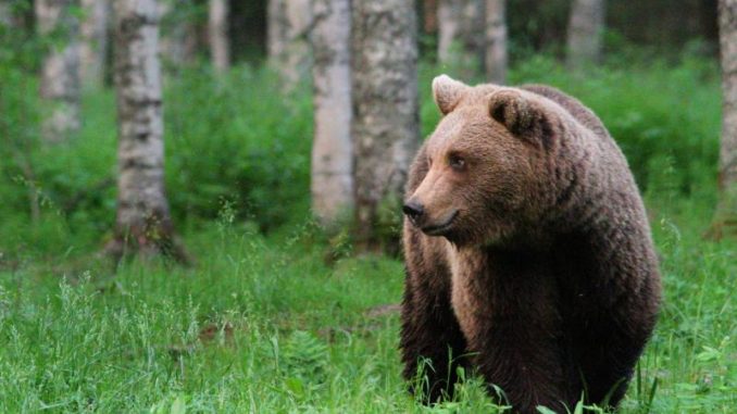 uomo orso cai varese
