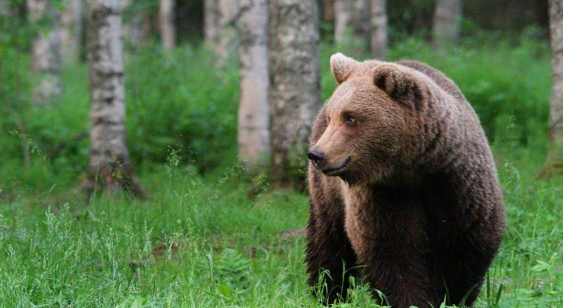 uomo orso cai varese