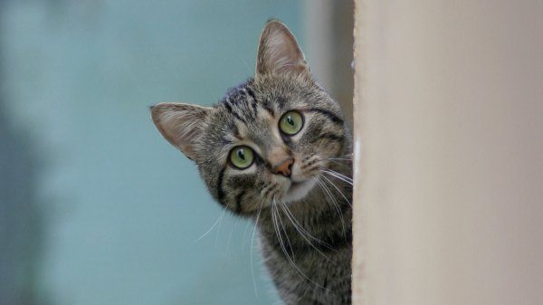 coinger ritiro lettiere gatti