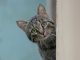 coinger ritiro lettiere gatti