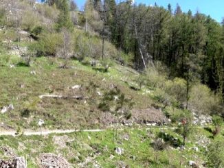 gestione forestale campo dei fiori