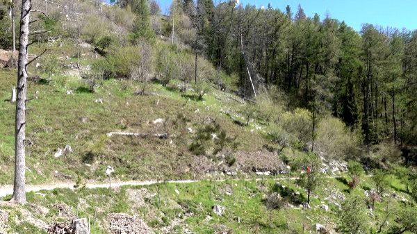 gestione forestale campo dei fiori