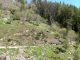 gestione forestale campo dei fiori