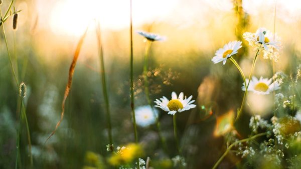 temperatura gradi giornate sole