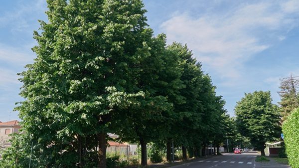 canegrate alberi lavori rotatoria