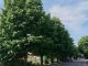 canegrate alberi lavori rotatoria
