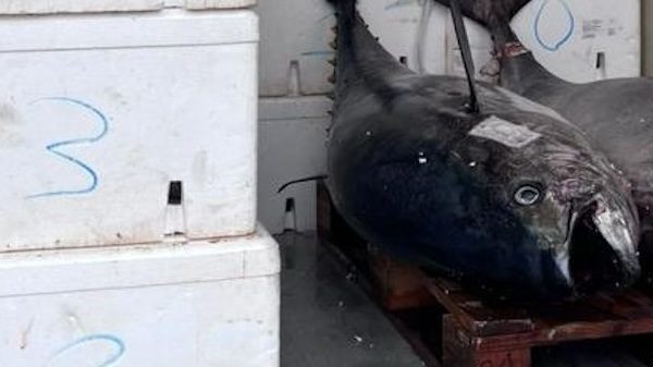 varese ristorante pesce sequestrato
