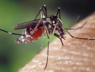 Dengue Solbiate zanzara tigre