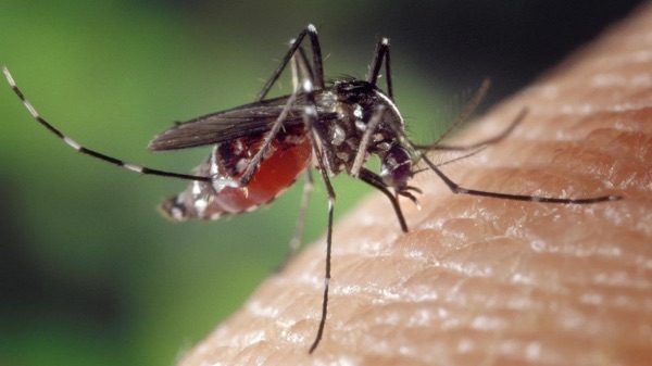 Dengue Solbiate zanzara tigre