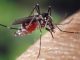Dengue Solbiate zanzara tigre