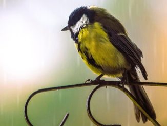 alternanza sole pioggia instabile 02