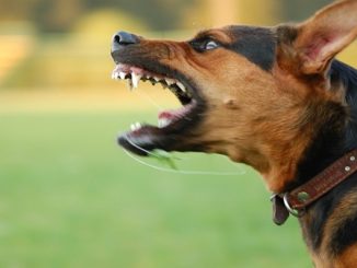 regione cani pericolosi
