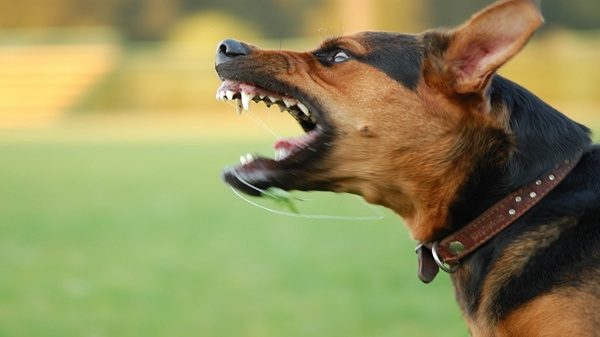 regione cani pericolosi