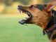 regione cani pericolosi