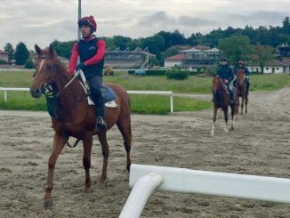 ippodromo varese cavalli pista