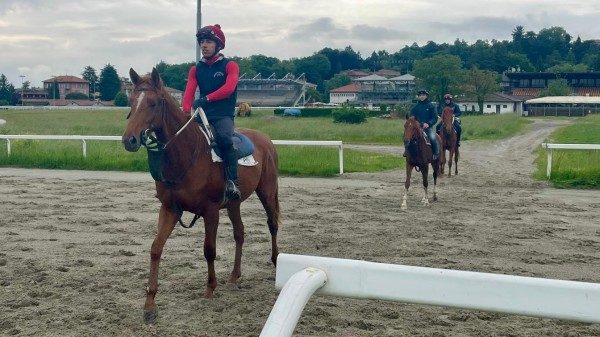 ippodromo varese cavalli pista