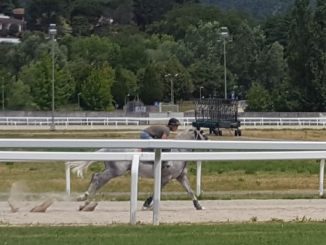 ippodromo varese cavalli pista