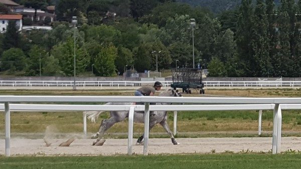 ippodromo varese cavalli pista