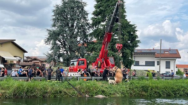 lonatepozzolo mucche canale indagini