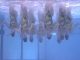 Malore Busto Nuoto Sincro