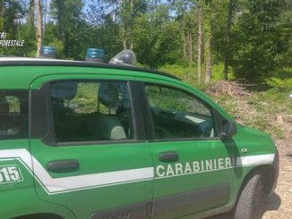 gemonio bosco carabinieri forestali