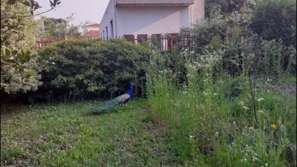Gallarate Samarate pavone daino