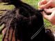 capelli rasta dreadlock