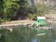 abbiategrasso ratti parco derattizzazione