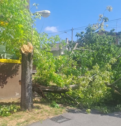 sangiorgiosulegnano albero caduto scuola