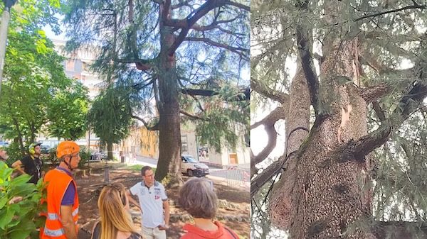 Angera fulmine cedro piazza