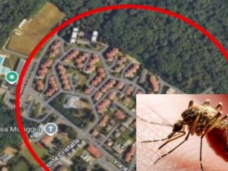 Gallarate chikungunya infezione