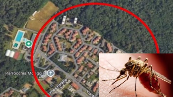 Gallarate chikungunya infezione