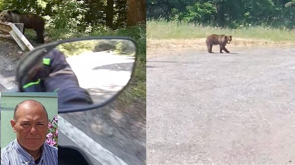 Samarate aggredito orso video