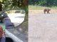 Samarate aggredito orso video