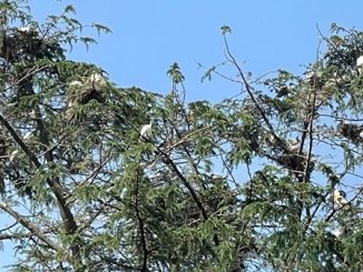 novara ibis invasione