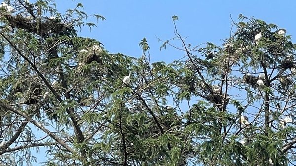 novara ibis invasione
