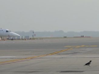 Malpensa bird strike enac